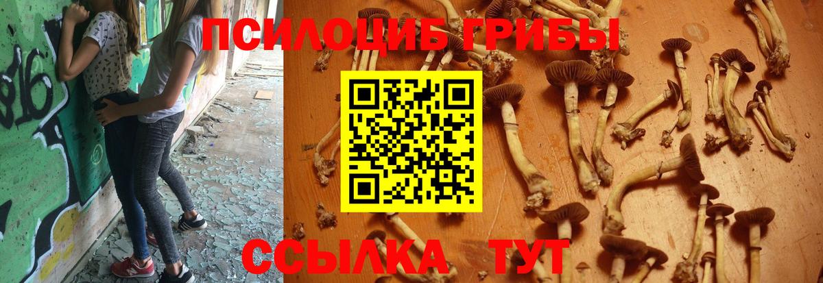 Псилоцибиновые грибы Psilocybine cubensis Карабулак